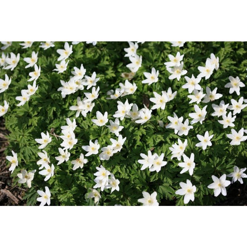 Anemone nemorosa - 6 stuks