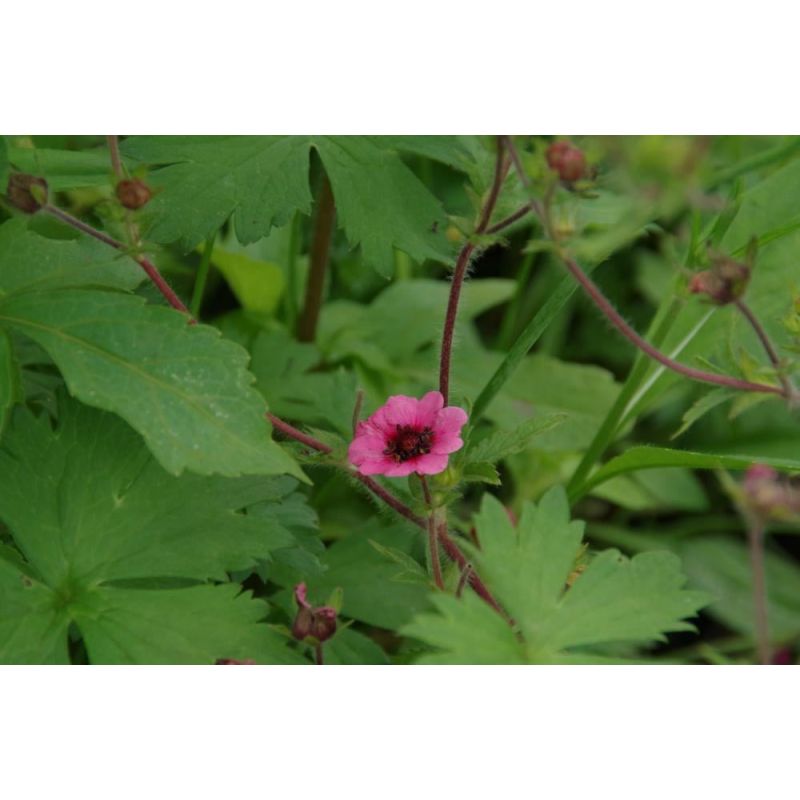 Potentilla Miss Willmott - 6 stuks