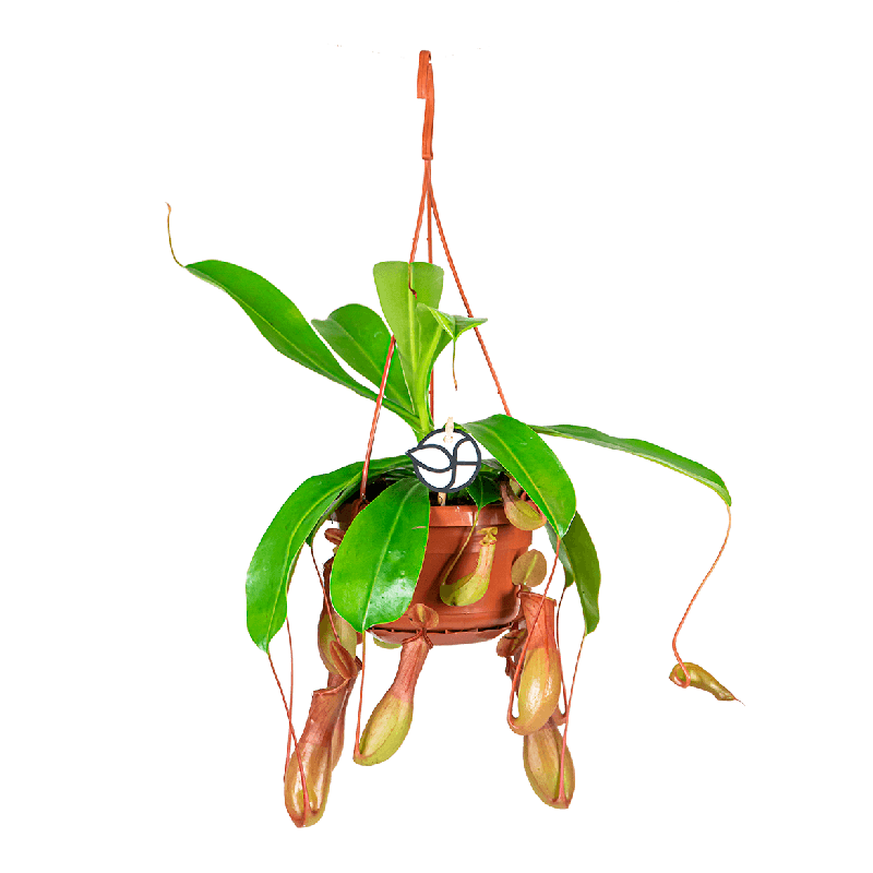 Nepenthes Alata