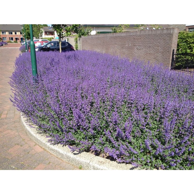 Nepeta Walkers Low - 6 stuks