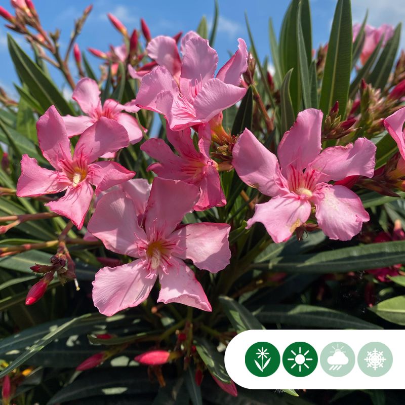 Nerium oleander op stam