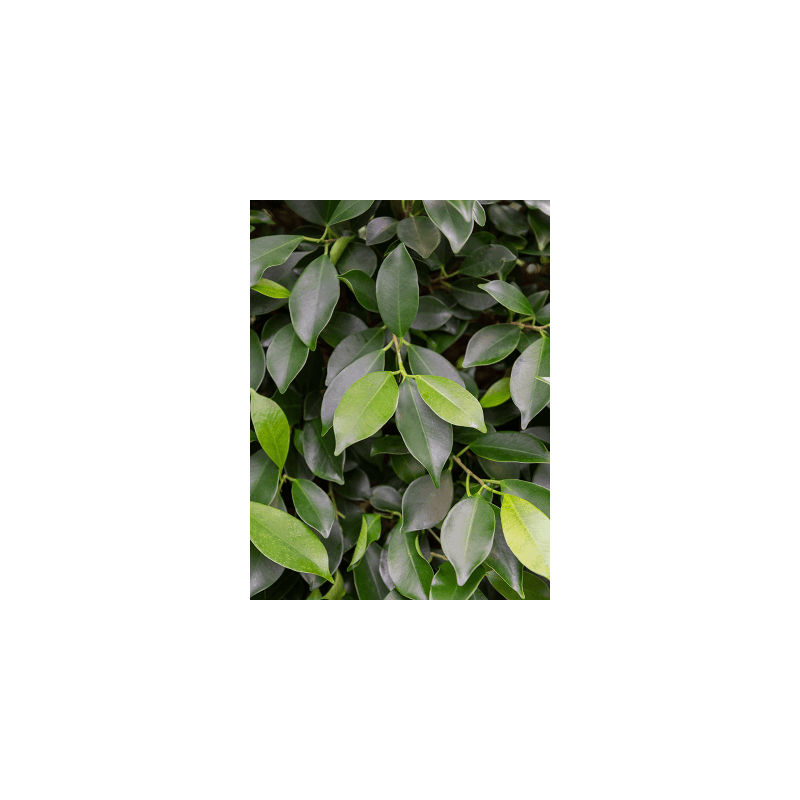 Ficus Microcarpa Nitida op stam