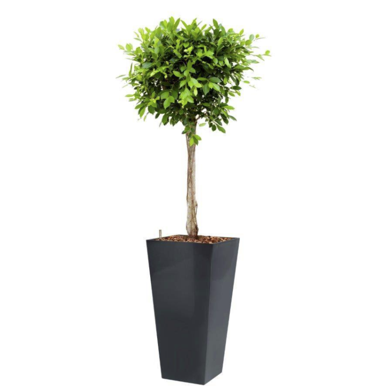 Ficus Nitida hydrocultuur in Runner vierkant antraciet