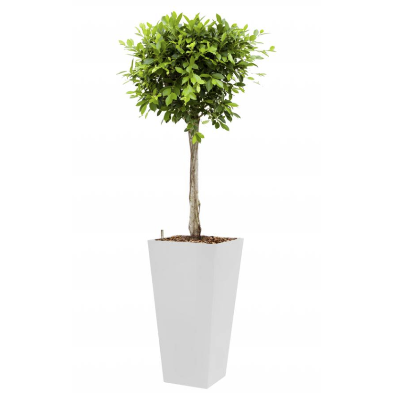 Ficus Nitida hydrocultuur in Runner vierkant wit