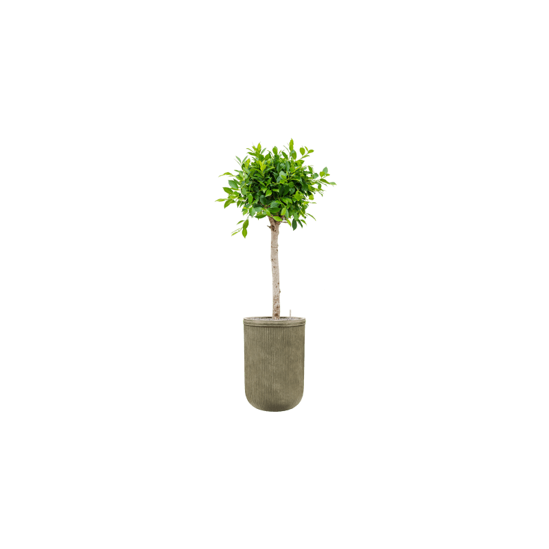 Ficus Microcarpa Nitida op stam