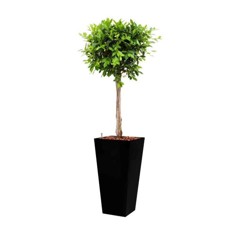 Ficus Nitida hydrocultuur in Runner vierkant zwart