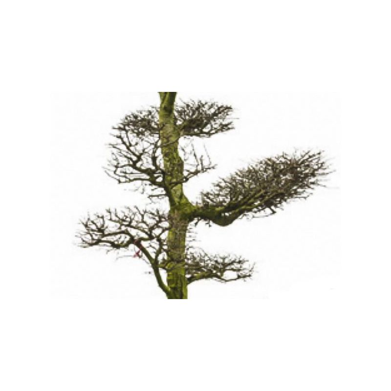 Nothofagus Antarctica - bonsai