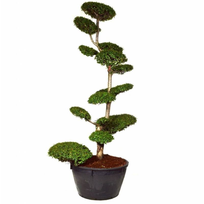 Nothofagus Antarctica - bonsai