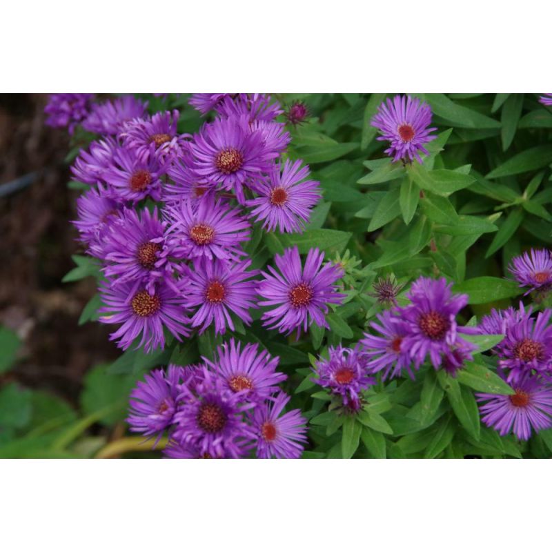 Aster Purple Dome - 6 stuks