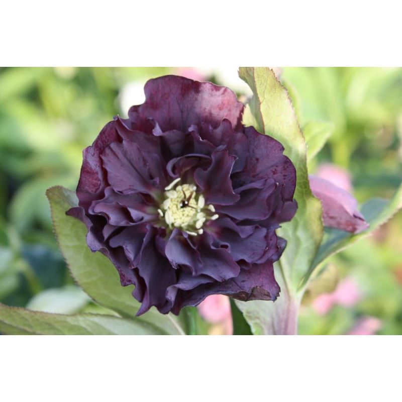 Helleborus Double Ellen Purple - 6 stuks