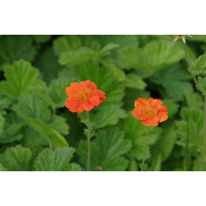 Geum Borisii - 6 stuks