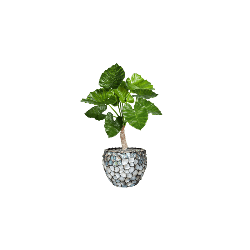 Alocasia Calidora in Oceana Pearl Abalone Couple Blauw - kunstplant