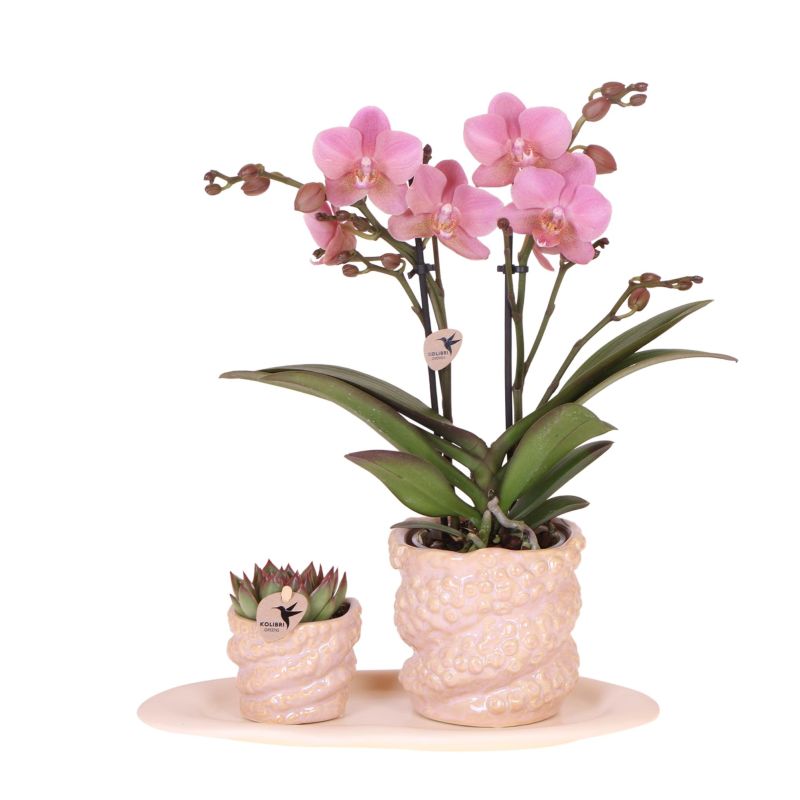 Planten duo in Octopus roze