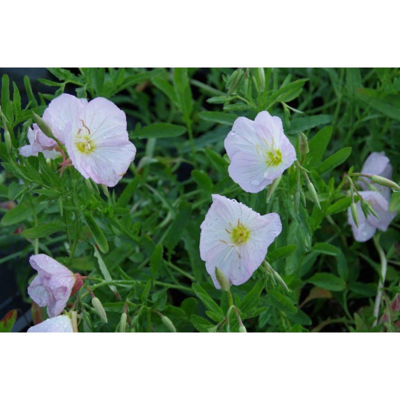 Oenothera Siskiyou - 6 stuks