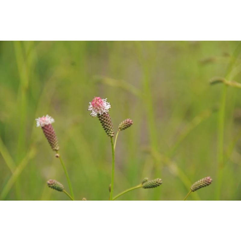 Sanguisorba Tanna - 6 stuks