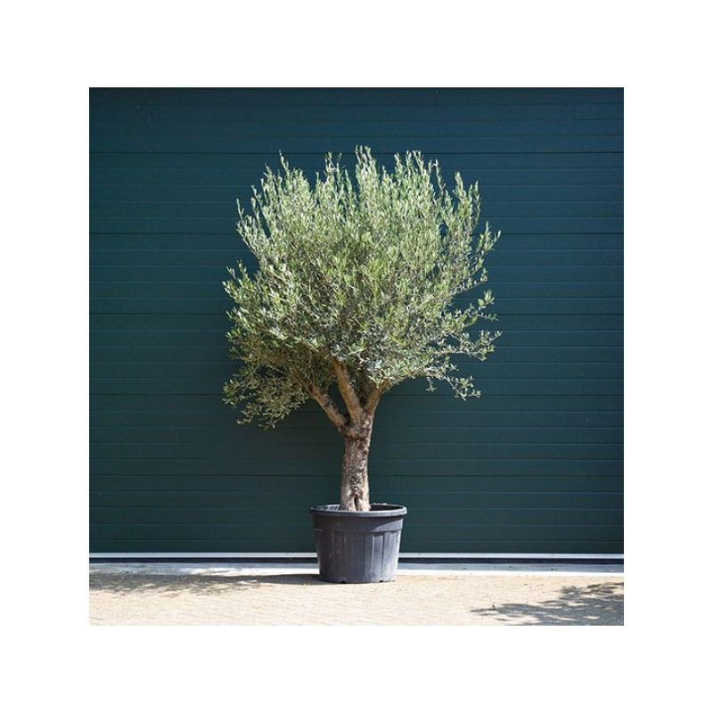 Olea Europaea Verdial