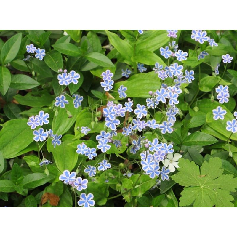 Omphalodes capp. 'Starry Eyes' - 6 stuks