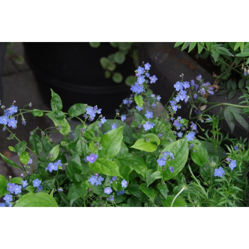 Omphalodes capp. 'Cherry Ingram' - 6 stuks