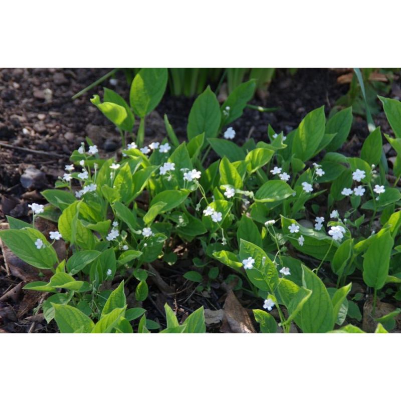 Omphalodes verna 'Alba' - 6 stuks