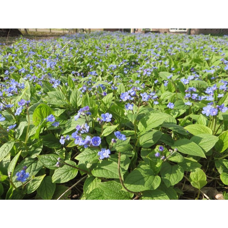 Omphalodes verna - 6 stuks