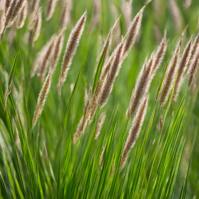 Pennisetum Viridescens - 6 stuks