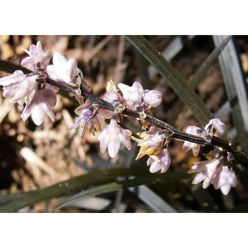 Ophiopogon Niger - 6 stuks