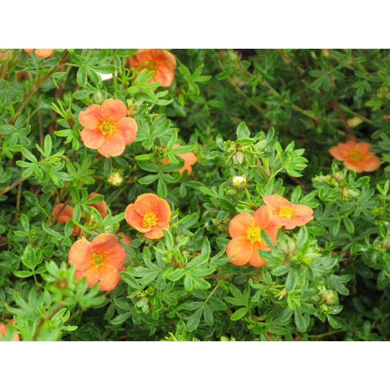 Potentilla Orangeade - 6 stuks