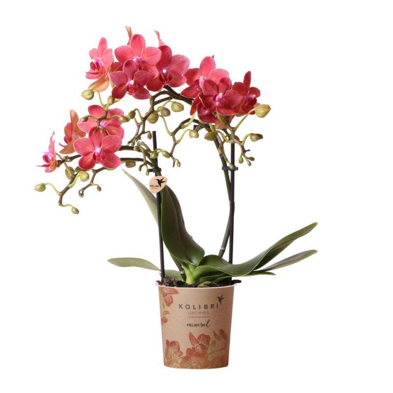 Phalaenopsis Mineral Congo