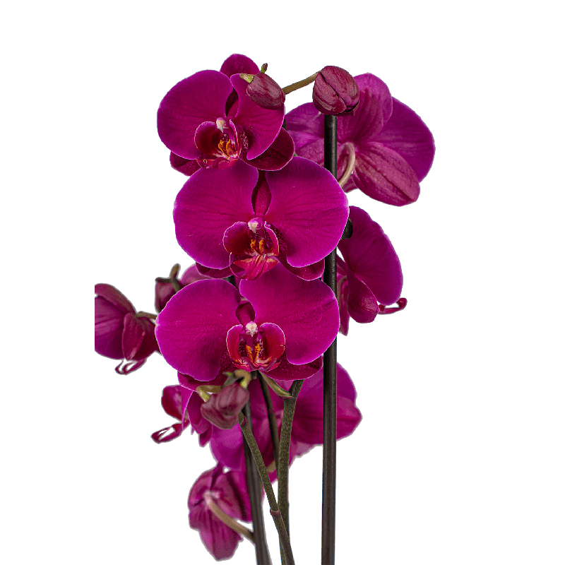 Phalaenopsis paars