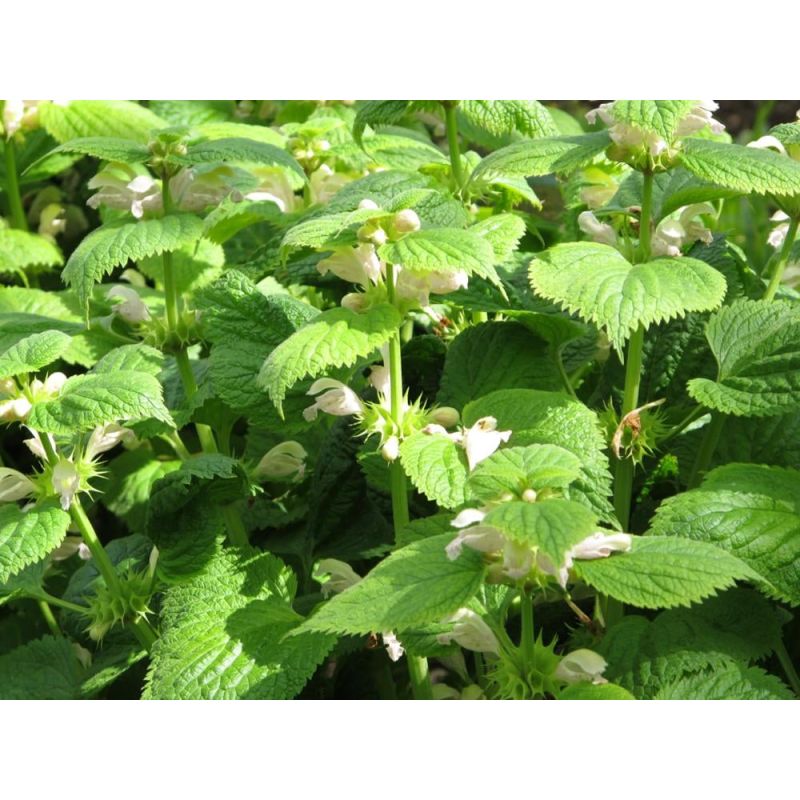  Lamium Album - 6 stuks