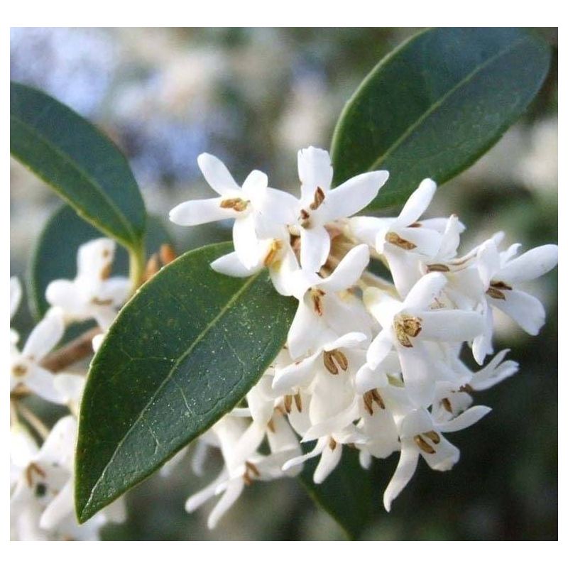 Osmanthus burkwoodii