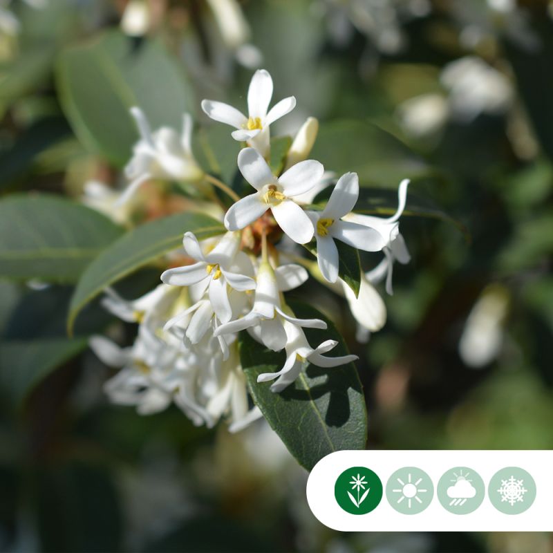 Osmanthus burkwoodii - meerstammig