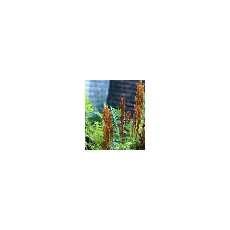 Osmunda Purpurascens - 6 stuks