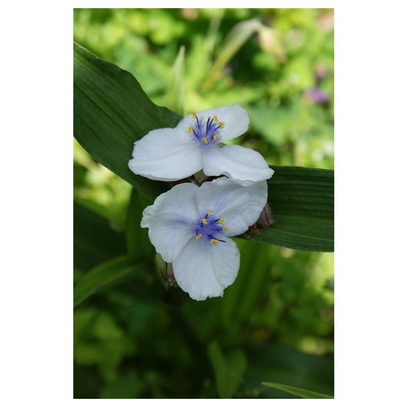 Tradescantia Osprey - 6 stuks