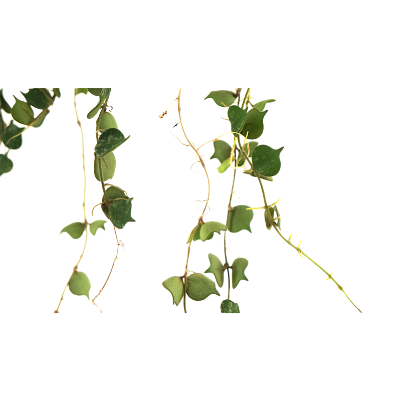 Hoya Curtisii