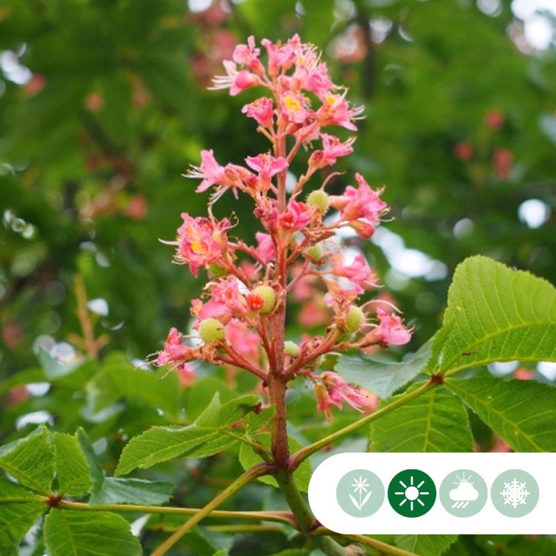 Aesculus carnea Briotii