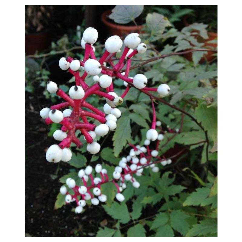 Actaea Misty Blue - 6 stuks