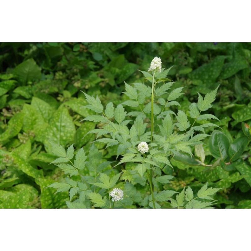 Actaea pachypoda - 6 stuks