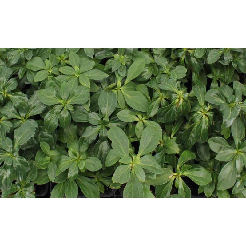 Pachysandra Green Sheen - 6 stuks