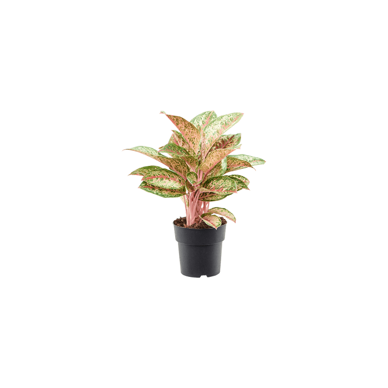 Aglaonema Painted Celebration