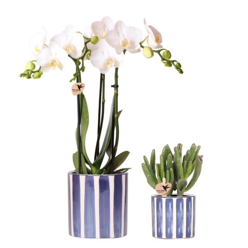 Planten duo in Painted Stripe blauw