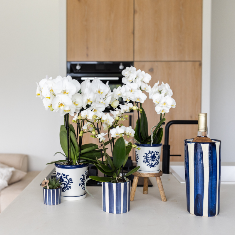 Planten duo in Painted Stripe blauw