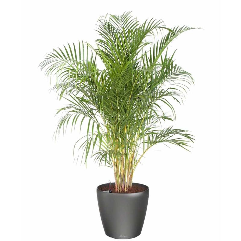 Areca Lutescens in watergevende classico antraciet