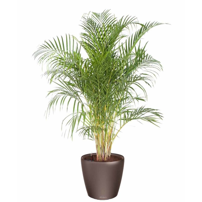 Areca Lutescens in watergevende classico bruin