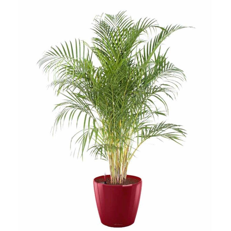 Areca Lutescens in watergevende classico rood