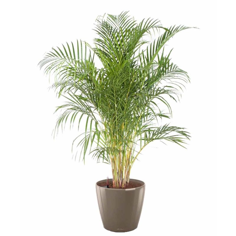 Areca Lutescens in watergevende classico taupe