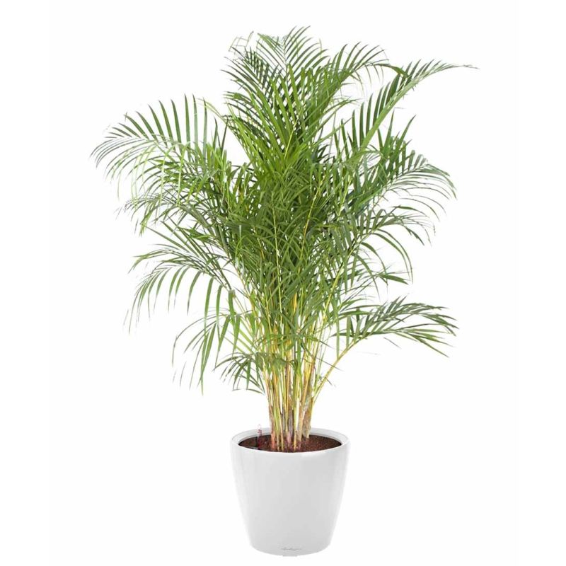 Areca Lutescens in watergevende classico wit