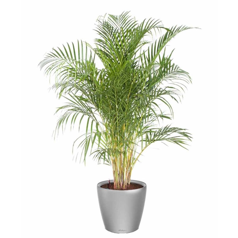 Areca Lutescens in watergevende classico zilver