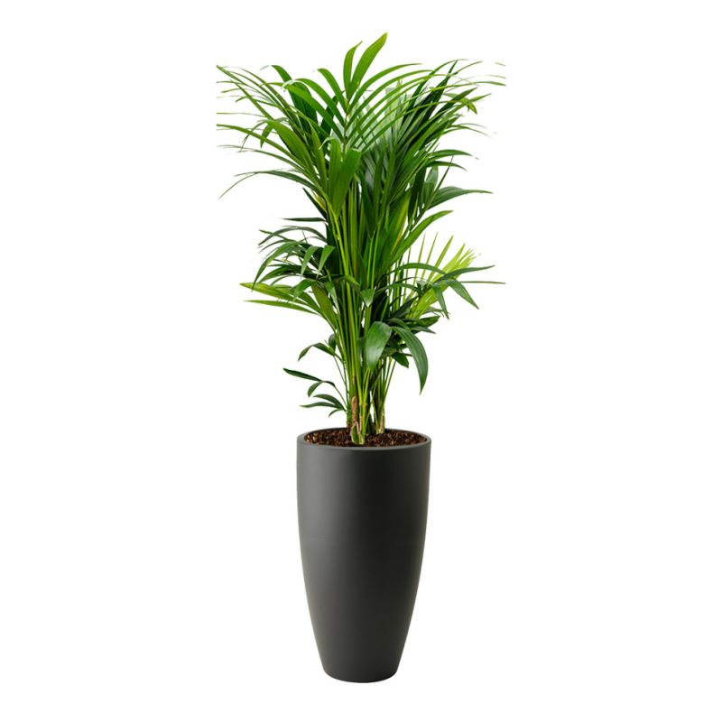 Kentia Howea in Pure Soft antraciet