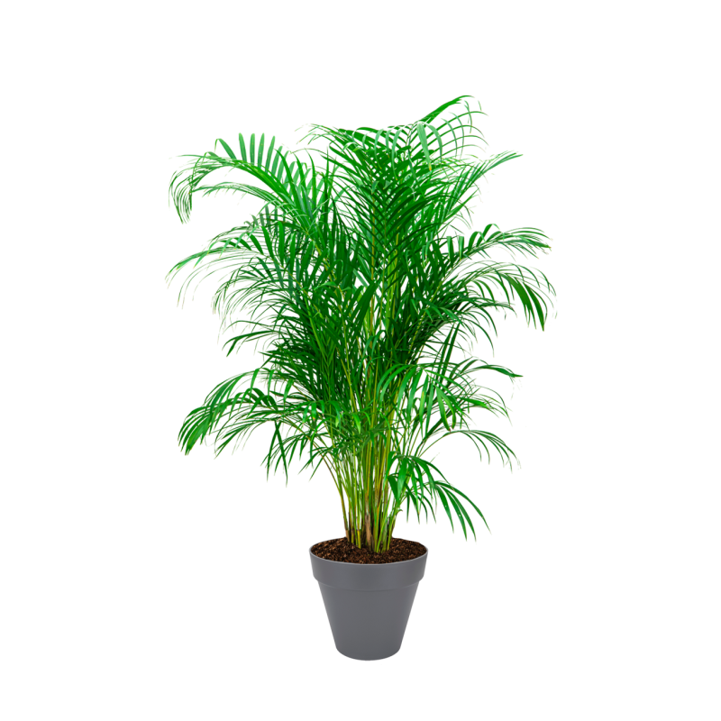 Areca Lutescens large in Urban Loft antraciet